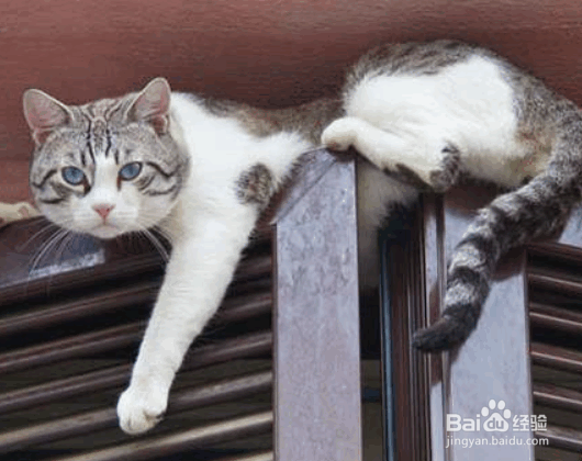 猫咪最喜欢做的几件事