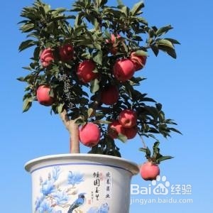 盆栽苹果树的养殖方法和注意事项