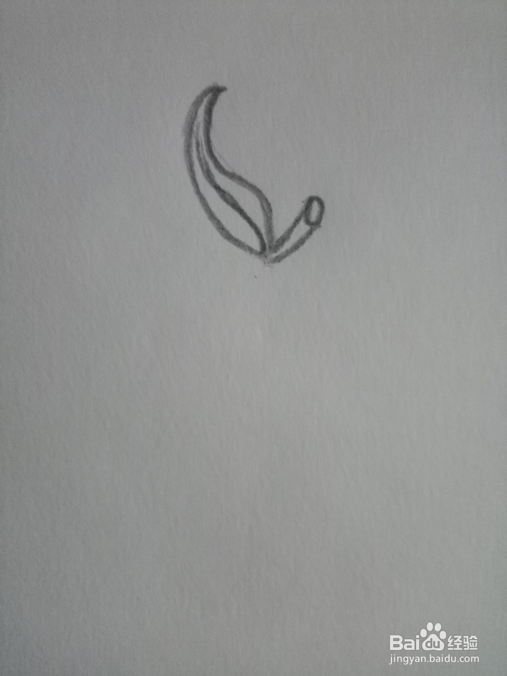 简笔画：一个大芒果