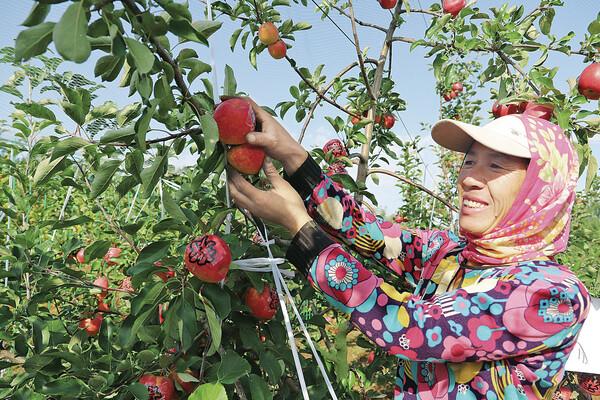 苹果采摘时,单手从下部或握住果实,什么和什么捏住果柄
