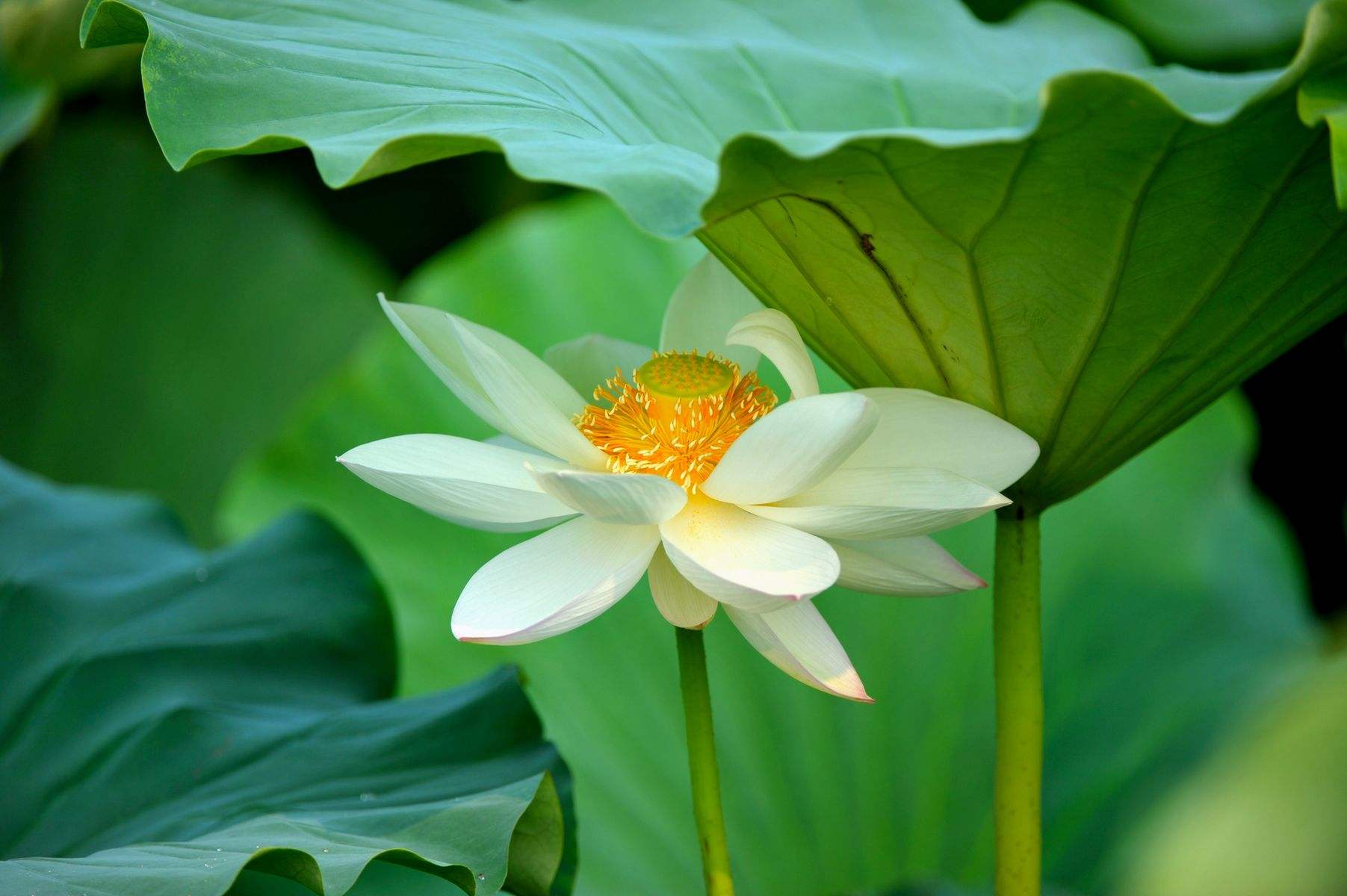 赞美荷花的古诗