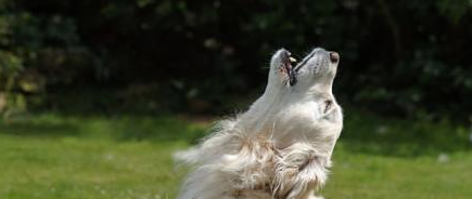 如何了解自家狗子的习性，得到汪星人的敬畏！