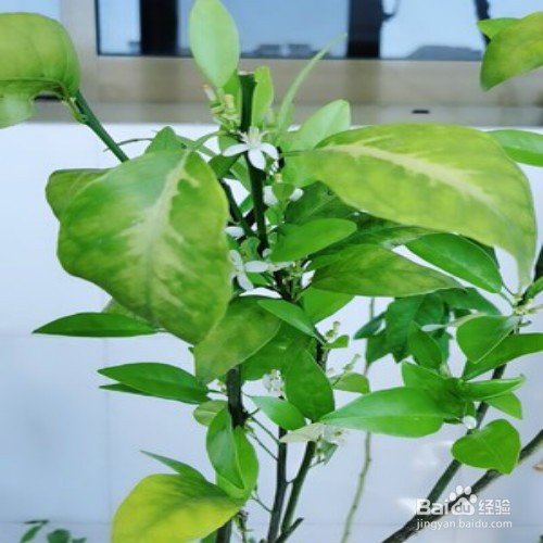 沃柑的种植和管理方法