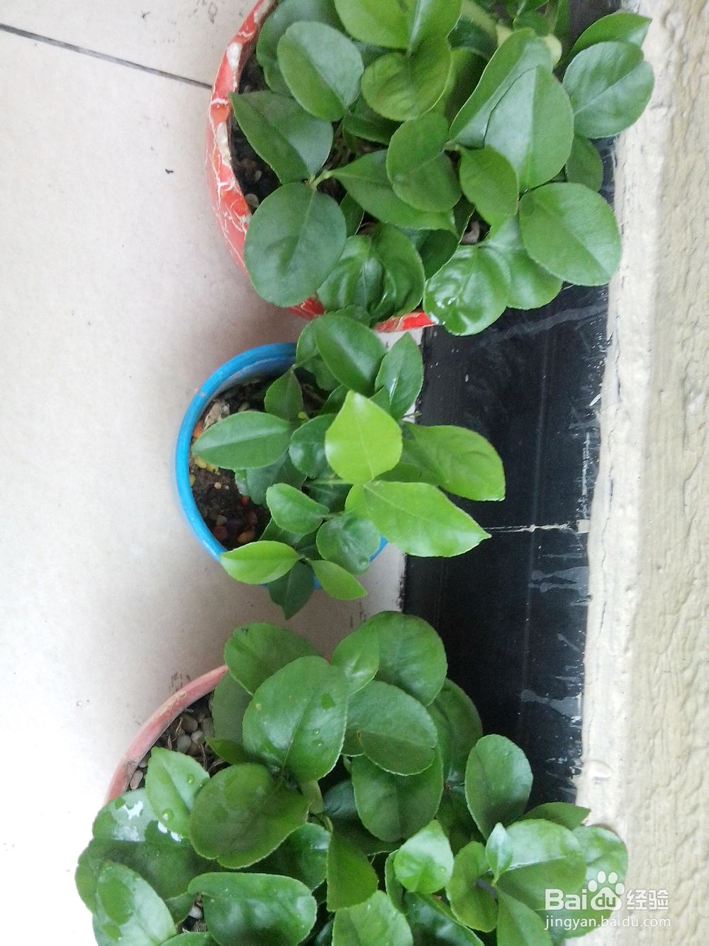 柚子、桂圆、火龙果，都可以变成有趣的盆栽