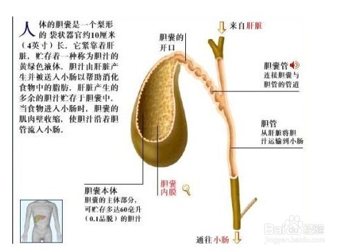 胆结石要做哪些检查