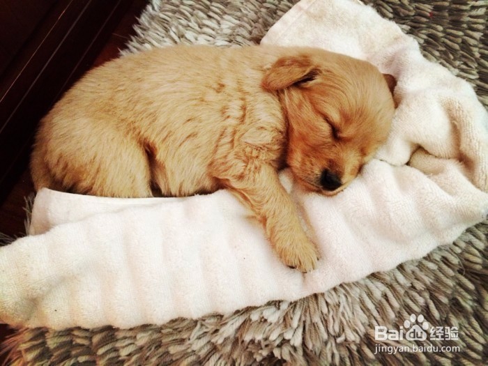 金毛寻回犬饲养知多少?几个小妙全解决!