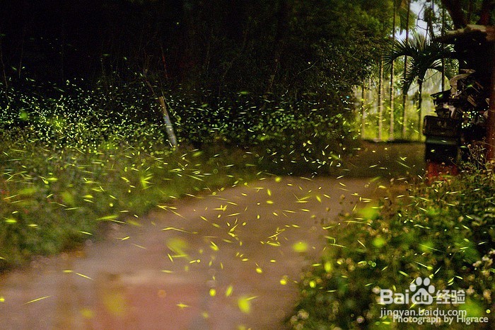 萤火虫拍摄技巧