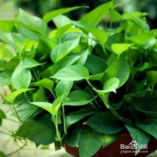 绿萝养在家里好么？