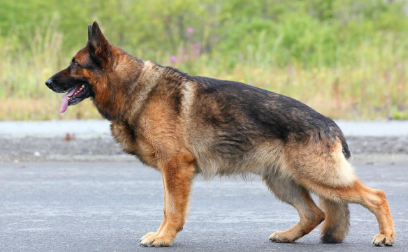 狼狗有黄色的吗