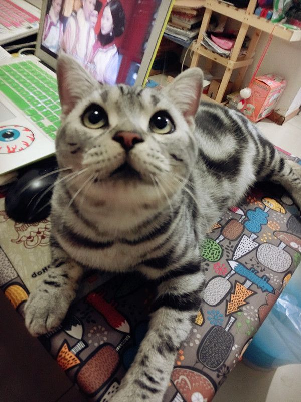 汤头柠酸乌冬面