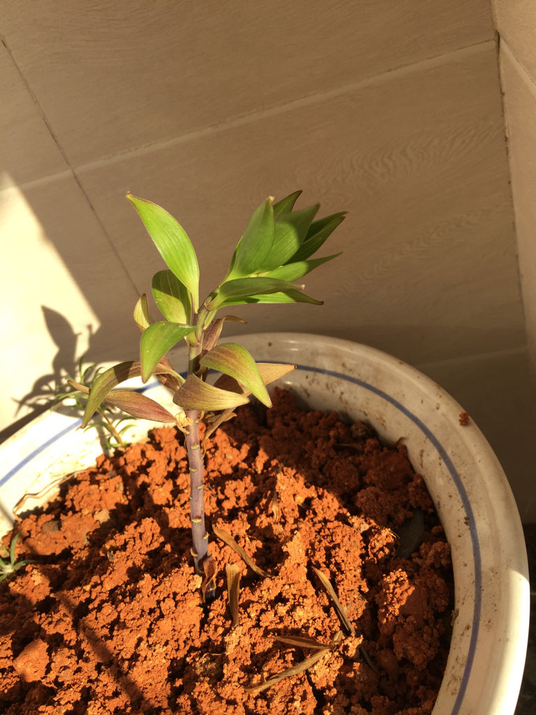 盆栽的百合叶子黄了怎么办