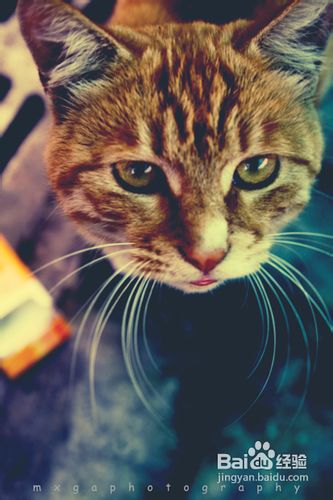 训练猫猫爱上你怀抱的方法