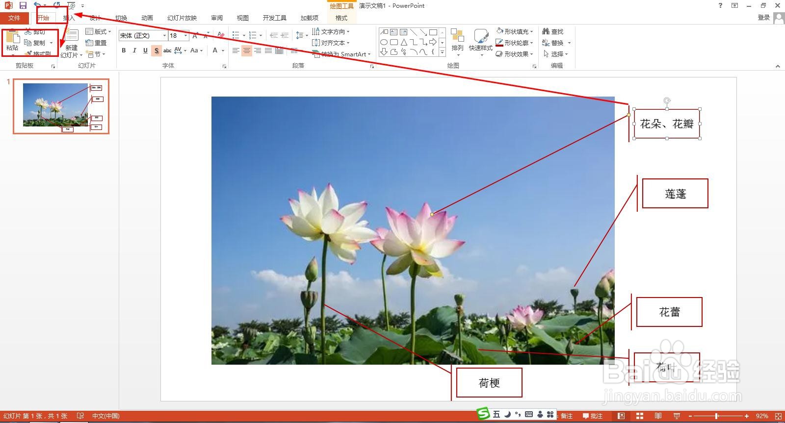 荷花的组成部分图解