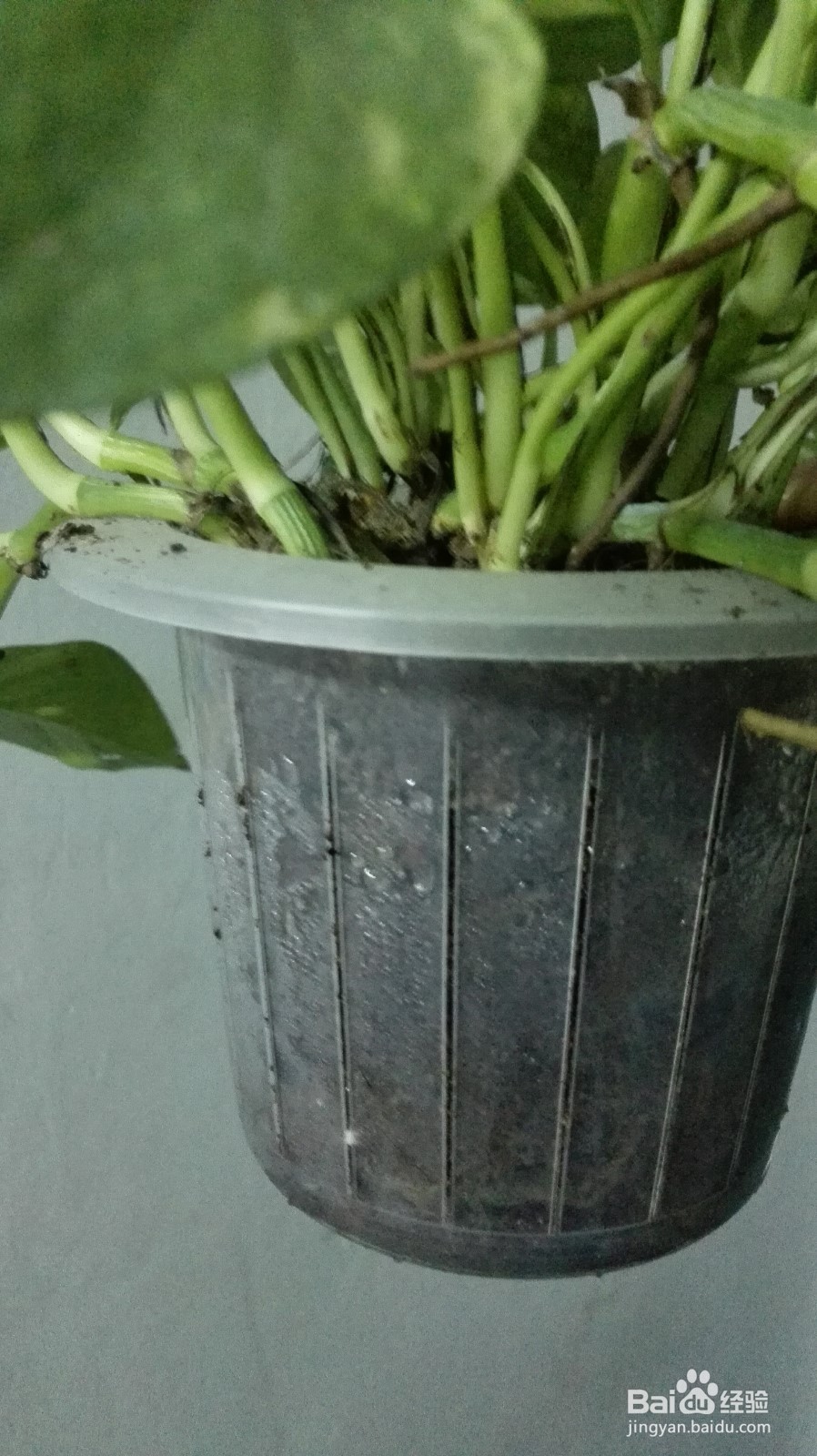 怎样做一个长期不用浇水的花盆