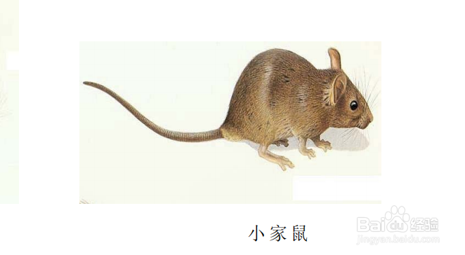 如何区分不同种类的老鼠