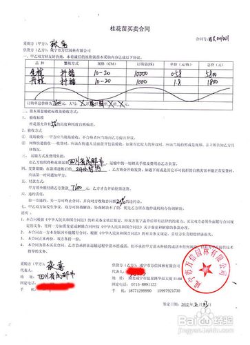 如何找到最好的桂花苗?