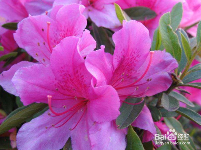 养殖春娟需要注意什么？