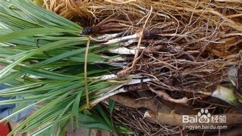 两仙炖乳鸽,提升生育力。