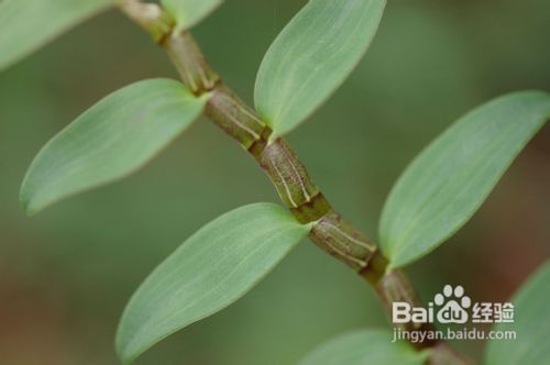 石斛平胃气而补肾虚,更医脚弱