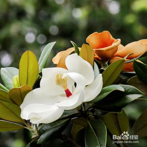 日常生活中该怎么养殖荷花玉兰？