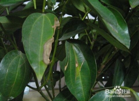 平安树叶子黄怎么办