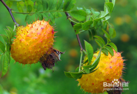 刺梨有哪些药用价值？