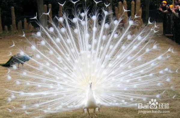 如何让孔雀开屏