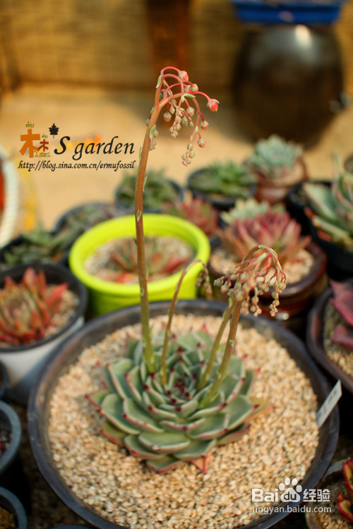 植物摄影小窍门+皮神山大王记