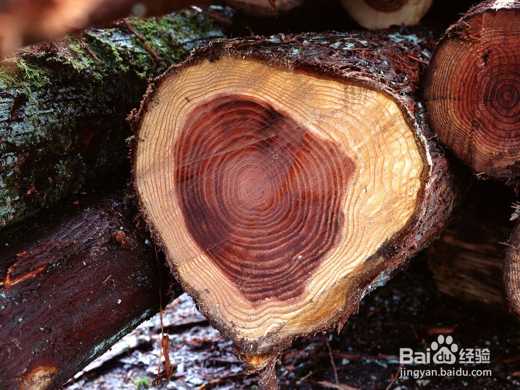什么可以辨别大自然的方向