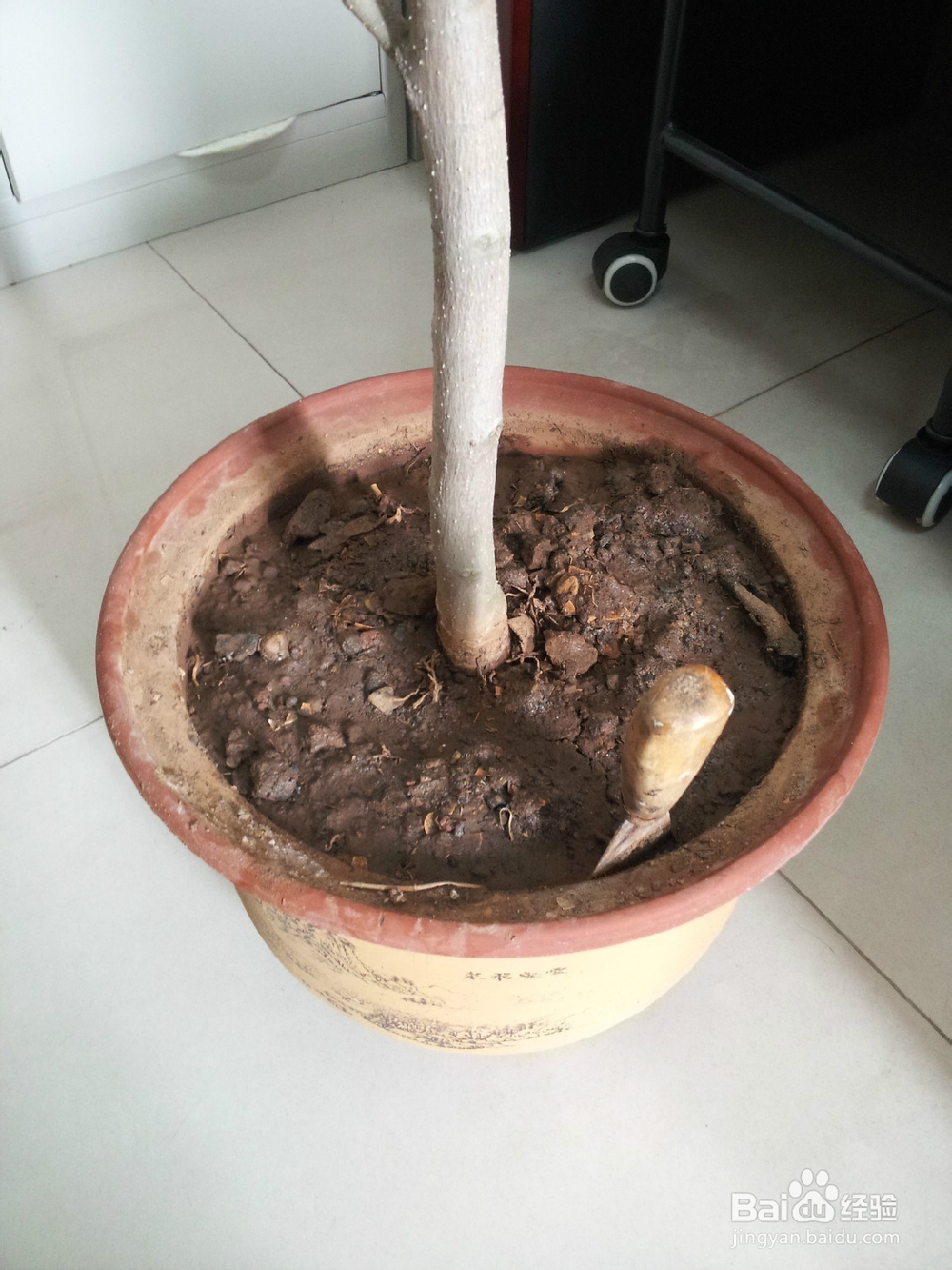 养白兰花的几个关键