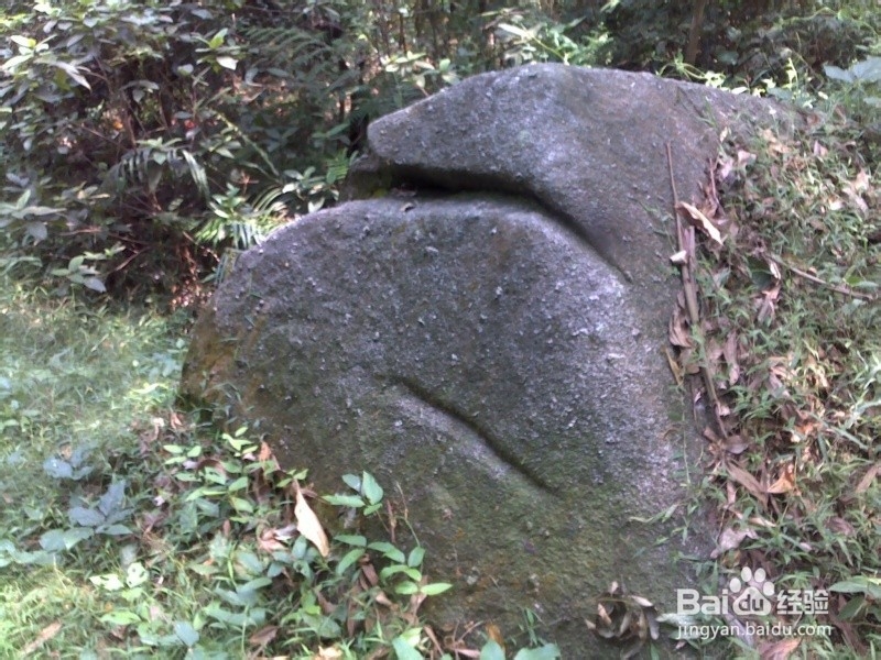 广州火凤线攻略