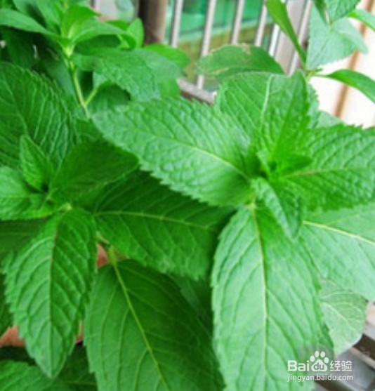 薄荷草的种植方法