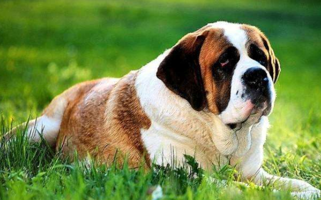 一条狗的使命最后一世贝利是什么品种