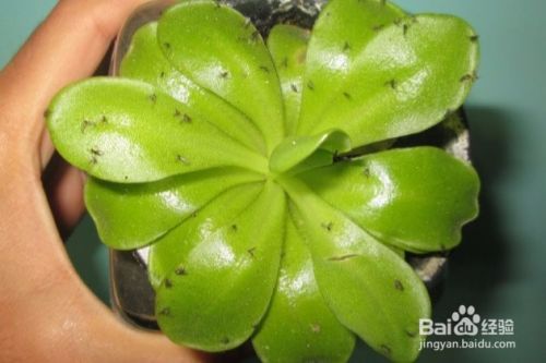 多肉植物怎么预防虫害 百度经验 多肉植物怎么预防虫害 百度经验