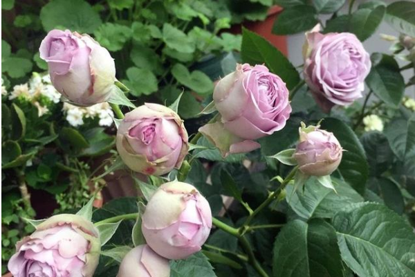 纯无刺的月季品种是什么