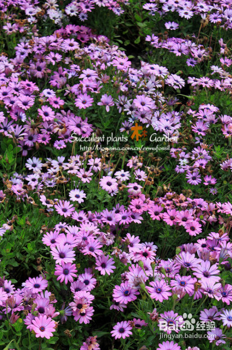 上海植物园（上）