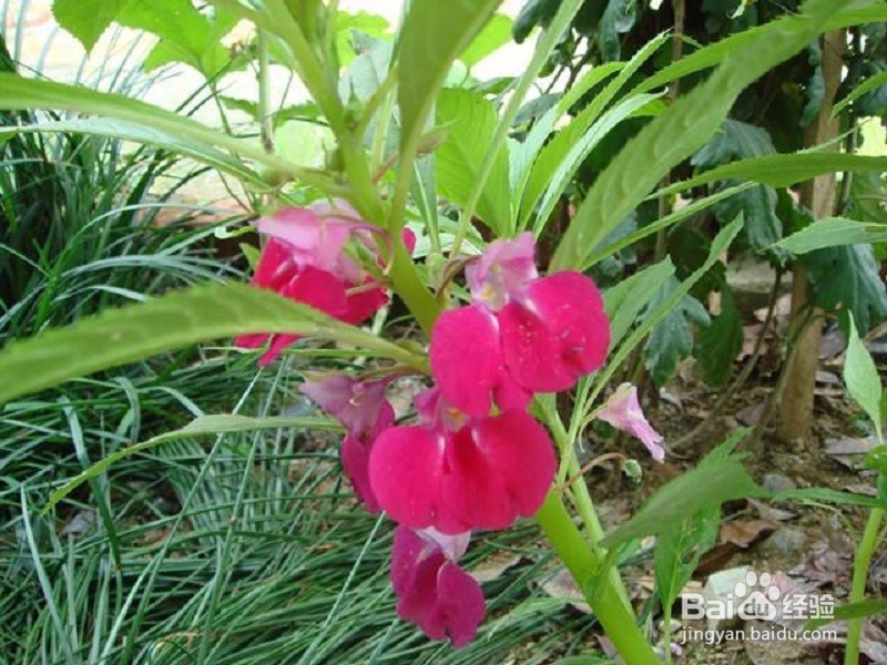凤仙花即指甲花的作用与功效