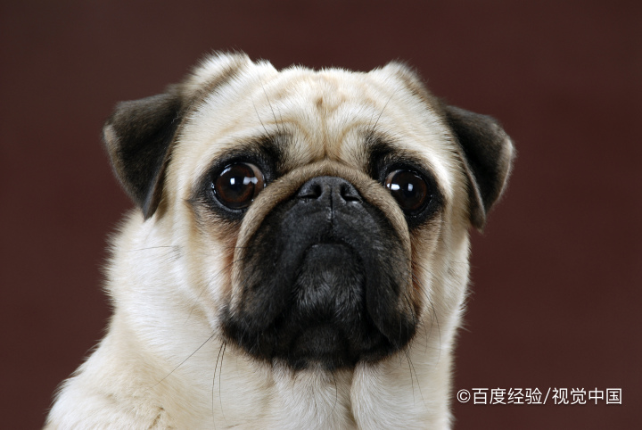 狗狗听见门外动静就叫怎么办