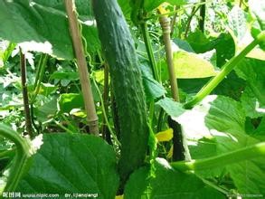 夏季减肥必吃水果蔬菜