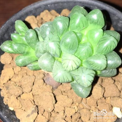 玉露长出侧芽后的处理方法？