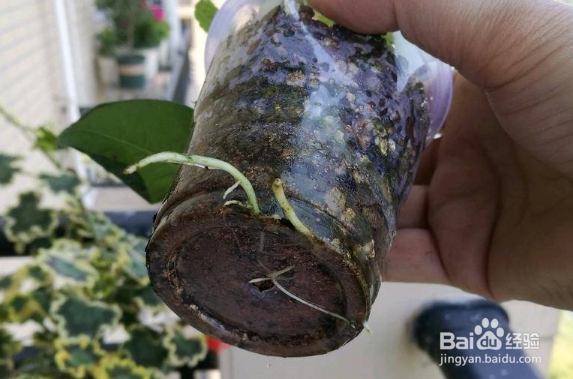 月季如何保证扦插的成活率呢？