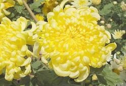 枸杞适合跟哪些食材搭配泡茶喝