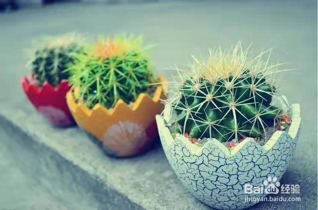 在办公桌上面摆这几种植物，让你的工作事半功倍