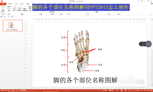 脚的各个部位名称图解用ppt13怎么制作 百度经验