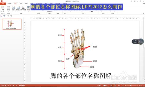 脚的各个部位名称图解用ppt13怎么制作 百度经验 脚的各个部位名称图解用ppt13怎么制作 百度经验
