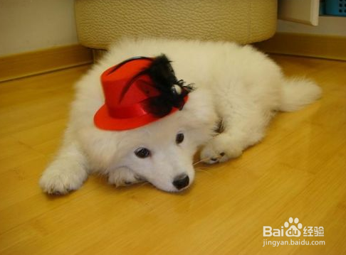 比熊犬美毛粉怎么吃?