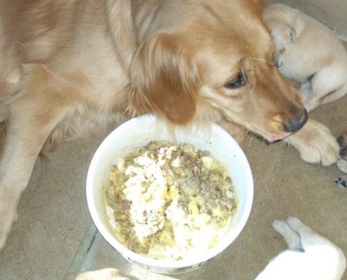 狗狗经常吃米饭可以吗？