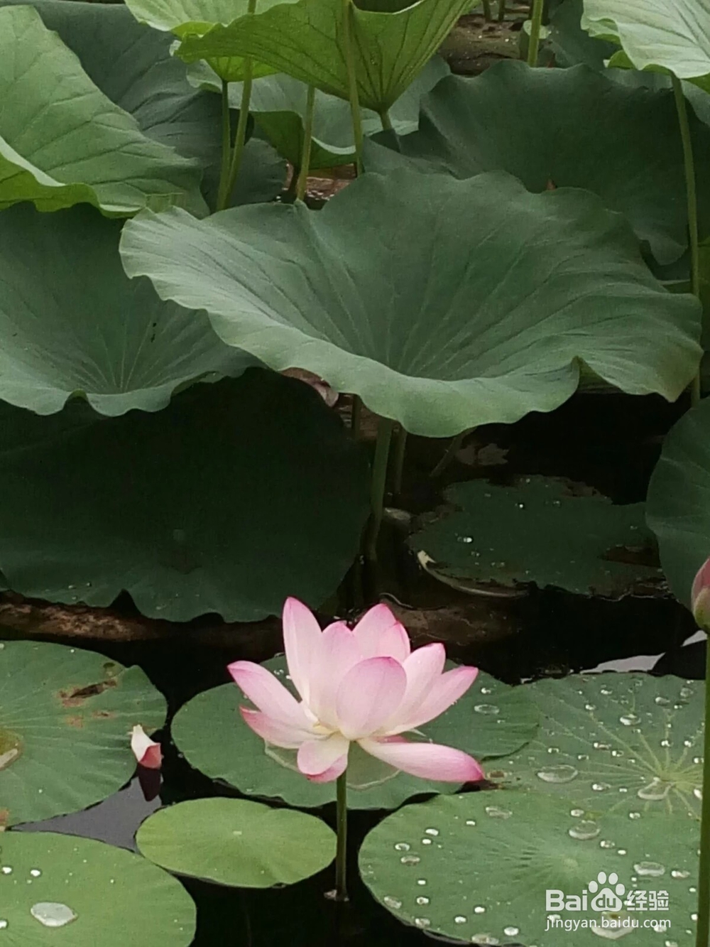 认识五颜六色高观赏价值的花卉及用途