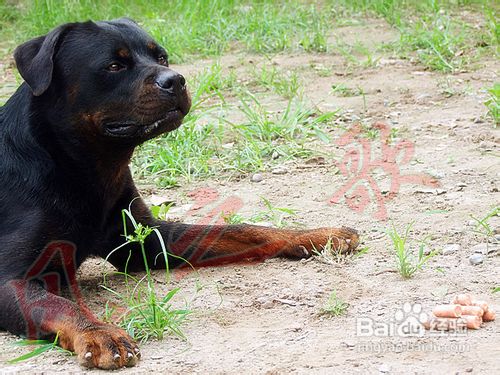 怎么训练宠物狗罗威纳