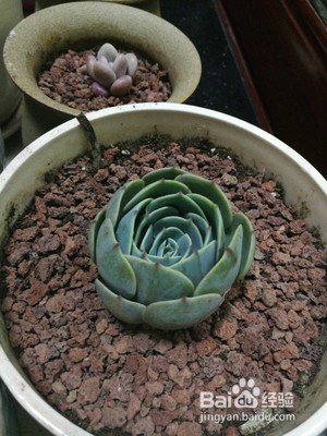 石莲花的养护技巧有什么?